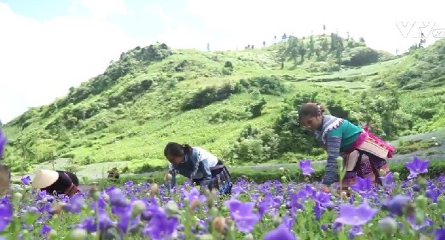 Không có ảnh